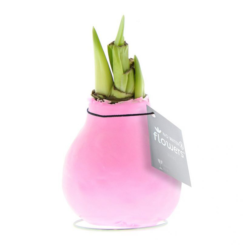 Amaryllisbol in geschenkverpakking - Afbeelding 8